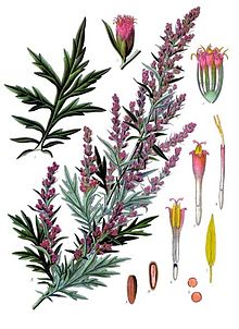 Artemisia_vulgaris_-_Köhler–s_Medizinal-Pflanzen-016
