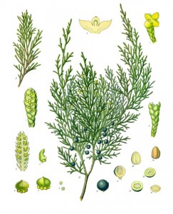 Juniperus_sabina_-_Köhler–s_Medizinal-Pflanzen-212